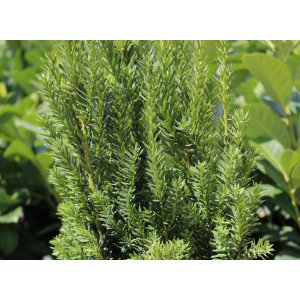Tis prostredný (Taxus Media) ´HILLII´ - výška 30-50 cm, kont. C3L